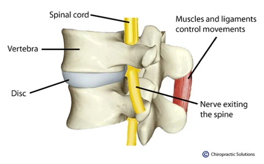 Chiropractic Chandler AZ normal spine